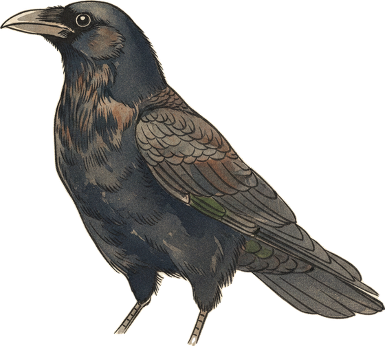 perched American Crow