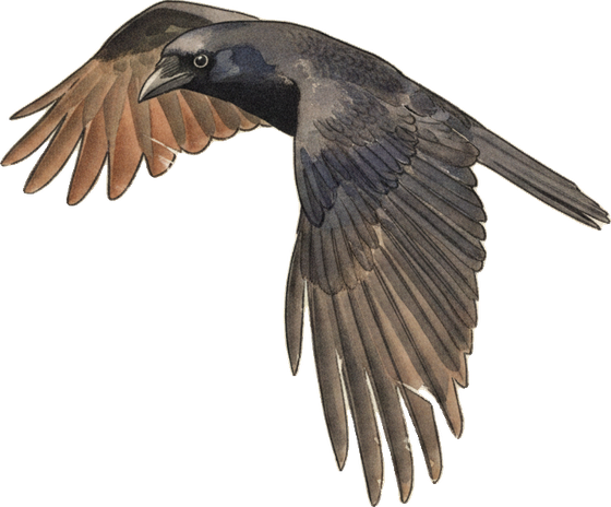 American Crow in flight