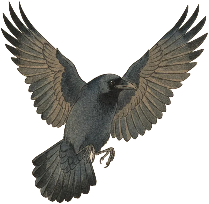 American Crow in flight
