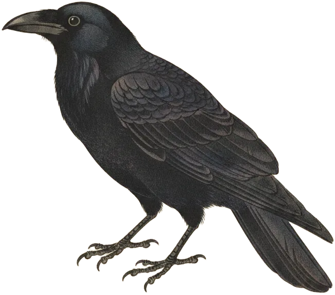 perched American Crow