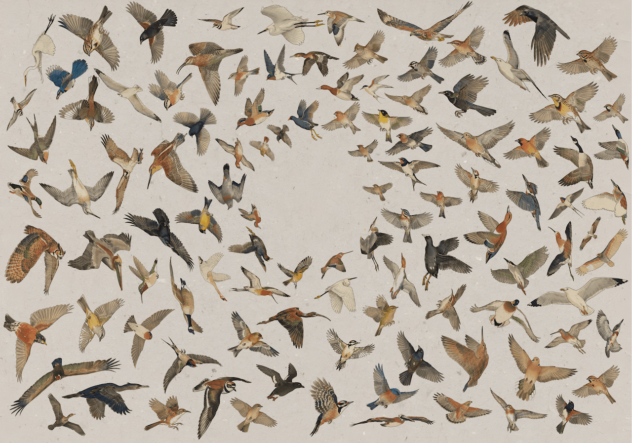 bird.onethreenine.net image